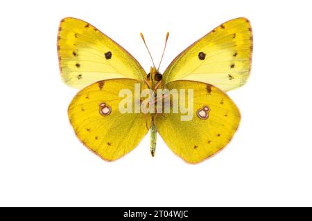 Jaune trouble pâle (Colias hyale), mâle, dessous, découpé Banque D'Images