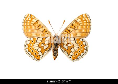 Marécageux (Euphydryas aurinia, Eurodryas aurinia, Melitaea aurinia), femelle, dessous, découpez Banque D'Images