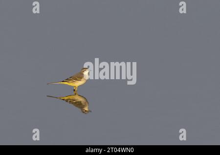 Wagtail à tête bleue, Wagtail jaune (Motacilla flava flava), mâle Wagtail à tête bleue en plumage automnal debout dans un lac en fin de soirée, Banque D'Images