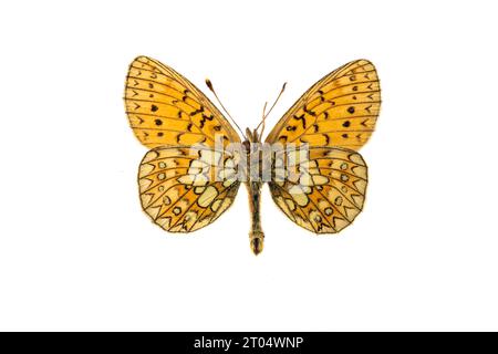 Marécage (Boloria eunomia, Clossiana eunomia, Proclossiana eunomia), mâle, face supérieure, découpez Banque D'Images