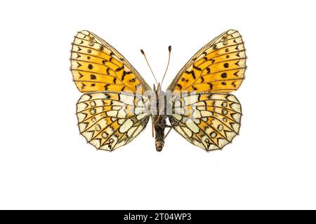 Marécage (Boloria eunomia, Clossiana eunomia, Proclossiana eunomia), femelle, face supérieure, découpez Banque D'Images