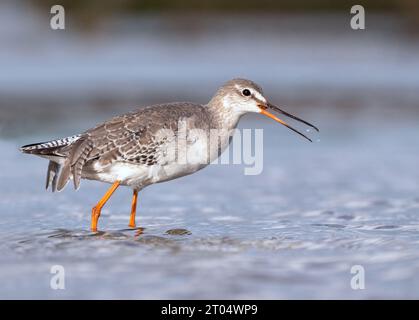 Rouge tacheté (Tringa erythropus), marche dans la mer des wadden, plumage hivernal, pays-Bas, Breebaartpolder Banque D'Images