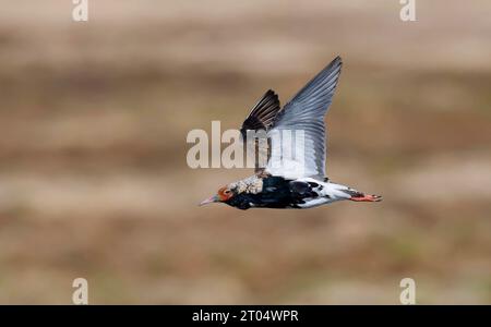 Ruff (Alidris pugnax, Philomachus pugnax, Calidris pugnax), en vol, Norvège Banque D'Images