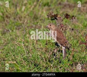 linnet (Carduelis cannabina, Acanthis cannabina, Linaria cannabina), mâle adulte en plumage hivernal, mangeant des graines , pays-Bas, Ijsselmeer Banque D'Images