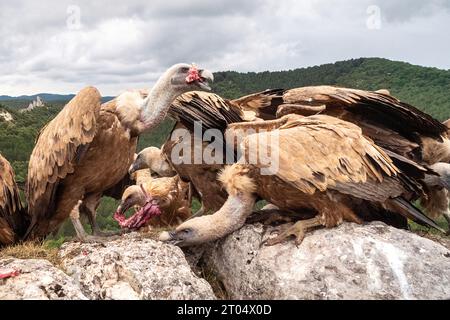 Vautour de griffon (Gyps fulvus), se nourrissant d'appâts, France, Perpignan Banque D'Images