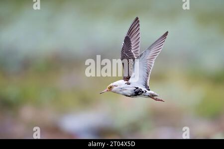 Ruff (Alidris pugnax, Philomachus pugnax, Calidris pugnax), mâle en plumage reproducteur en vol, Norvège Banque D'Images