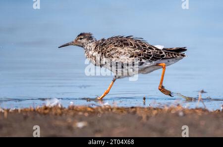 Ruff (Alidris pugnax, Philomachus pugnax, Calidris pugnax), femelle, en course, pays-Bas, pays-Bas du Nord, Zolderland Banque D'Images