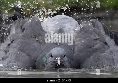 Pigeon des bois (Columba palumbus), prenant un bain, Belgique, Kalmthout Banque D'Images