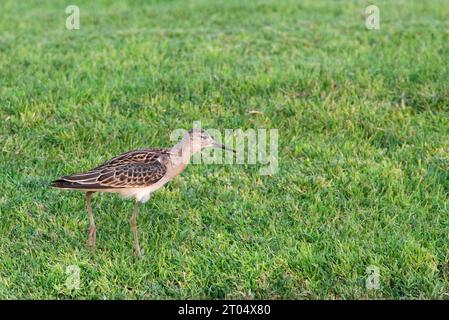 Ruff (Alidris pugnax, Philomachus pugnax, Calidris pugnax), mue juvénile au premier plumage hivernal, Égypte, El Gouna Banque D'Images