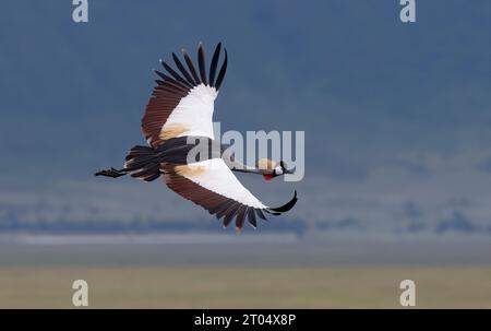 Grue couronnée sud-africaine, grue couronnée grise (Balearica regulorum), adulte en vol, Tanzanie, cratère du Ngorongoro Banque D'Images