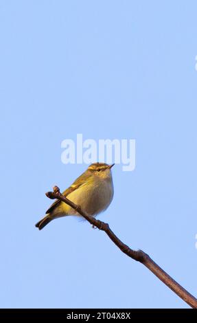 La Paruline à brun jaune de Hume, Paruline à feuilles de Hume (Phylloscopus humei), assise sur une branche, pays-Bas, Gueldre Banque D'Images