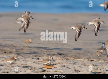 Petit pluvier de sable (Charadrius mongolus), groupe en vol au-dessus de la plage de Goa, Inde Banque D'Images