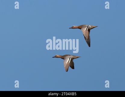 Garganey (Anas querquedula), deux mâles adultes volant dans un ciel bleu, pays-Bas Banque D'Images