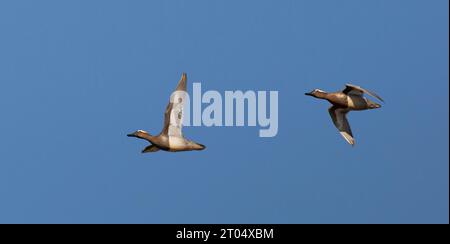 Garganey (Anas querquedula), deux mâles adultes volant dans un ciel bleu, pays-Bas Banque D'Images