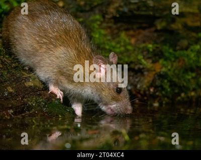 Rat brun, rat brun commun, rat norvégien, rat commun (Rattus norvegicus), buvant dans un petit étang en fin de soirée, pays-Bas Banque D'Images