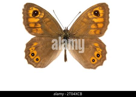 Large Wall Brown, Wood-nymphe (Lasiommata maera), mâle, face supérieure, découpée Banque D'Images