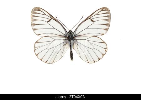 Blanc à veine noire (Aporia crataegi), mâle, dessus, découpé Banque D'Images