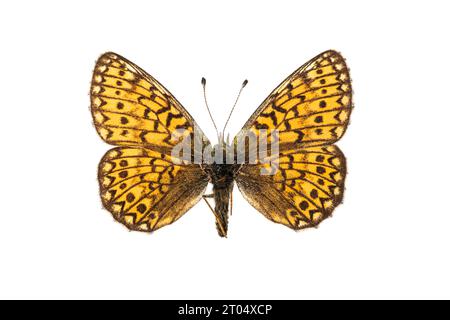 Marécage (Boloria eunomia, Clossiana eunomia, Proclossiana eunomia), femelle, face supérieure, découpez Banque D'Images