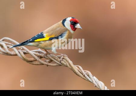 Finch eurasien, finch européen, finch (Carduelis carduelis), mâle perché sur une vrille, vue latérale, Italie, Toscane Banque D'Images