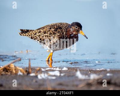 Ruff (Alidris pugnax, Philomachus pugnax, Calidris pugnax), mâle, mue au bord de l'eau, pays-Bas, pays-Bas du Nord, Zolderland Banque D'Images