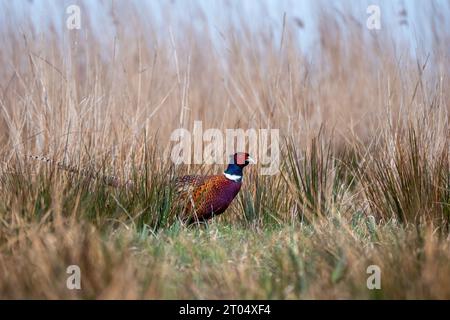 Faisan commun, faisan du Caucase, faisan du Caucase (Phasianus colchicus), mâle en plumage reproducteur, pays-Bas, pays-Bas du Nord, Ilperveld Banque D'Images