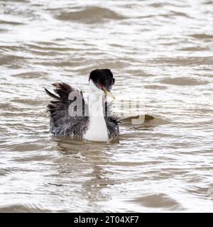 Clark's Grebe, Grebe mexicain (Aechmophorus clarkii), nageant sur l'eau, USA, Utah, Bear River Migratory Bird refuge, Provo Banque D'Images