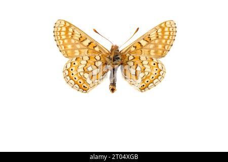 Marécageux (Euphydryas aurinia, Eurodryas aurinia, Melitaea aurinia), mâle, dessous, découpez Banque D'Images