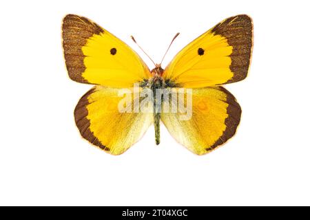 Jaune trouble foncé, jaune trouble commun (Colias croceus, Colias crocea), mâle, face supérieure, découpée Banque D'Images