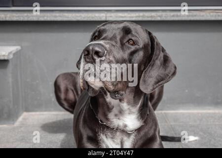 Une image rapprochée d'un Grand Danois capture l'essence royale et douce de la race dans ses yeux profonds et émouvants et ses traits puissants et nobles Banque D'Images