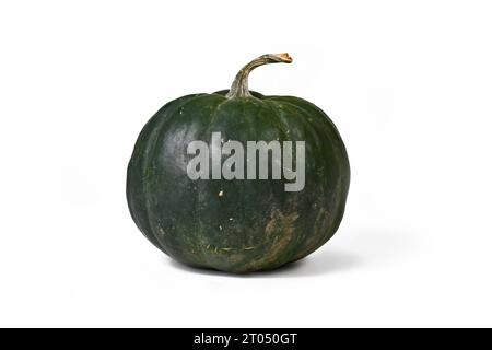 Courge de gland sombre 'Black Kat F1' avec vert foncé, presque noir, peau sur fond blanc Banque D'Images