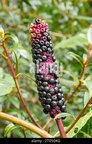 Phytolacca acinosa, Pokeweed indienne Banque D'Images