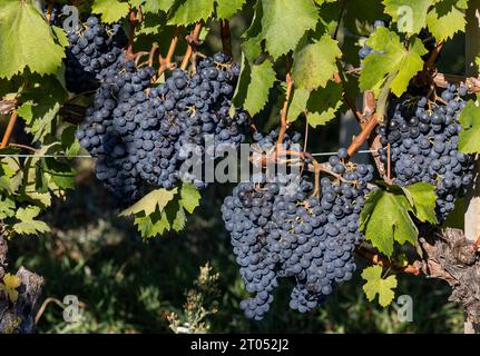 Belle grappe de raisins nebbiolo noir avec des feuilles vertes dans les vignobles de Barolo, Piemonte, Italie Banque D'Images