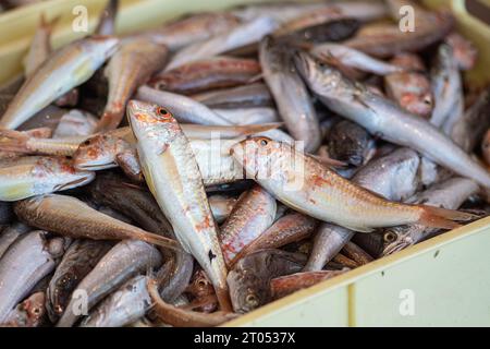 Divers poissons fraîchement pêchés prêts à être vendus sur un marché aux poissons. Crevettes, bar, morue, rouget ou chèvre. Gros plan Banque D'Images