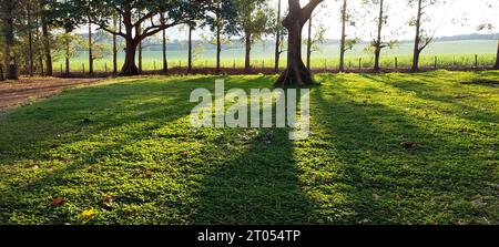 Végétation éclairée par la lumière du soleil et des ombres dans la campagne Banque D'Images