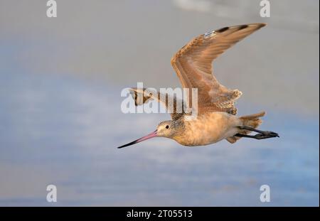 Gowit marbré (Limosa fedoa) survolant la plage océanique pendant la migration d'automne, Galveston, Texas, USA. Banque D'Images