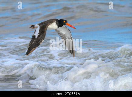 L'oystercatcher américain (Haematopus palliatus) volant à basse altitude au-dessus des vagues, Galveston, Texas, États-Unis. Banque D'Images