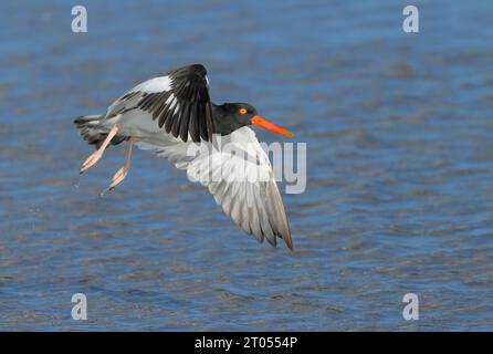 L'oystercatcher américain (Haematopus palliatus) décolle au marais de marée le long de la côte du Texas, Galveston, Texas, États-Unis. Banque D'Images