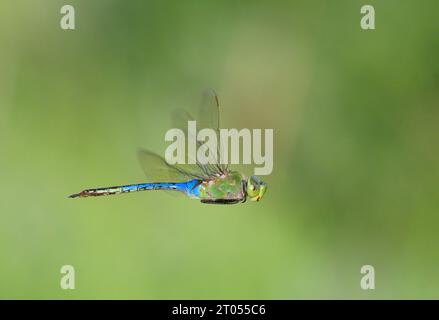 Green Darner (Anax junius) libellule planant, Galveston, Texas, USA. Banque D'Images