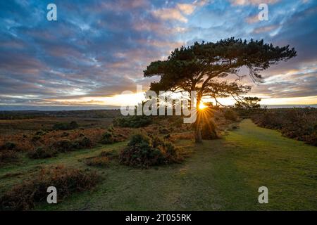 Coucher de soleil sur un pin solitaire à Bratley View pendant l'automne dans le parc national de New Forest dans le Hampshire, Angleterre, Royaume-Uni Banque D'Images