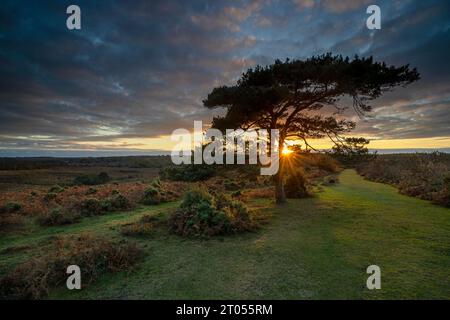 Coucher de soleil sur un pin solitaire à Bratley View pendant l'automne dans le parc national de New Forest dans le Hampshire, Angleterre, Royaume-Uni Banque D'Images