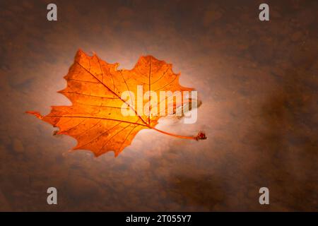 La feuille d'érable orange flotte dans l'eau sombre Banque D'Images