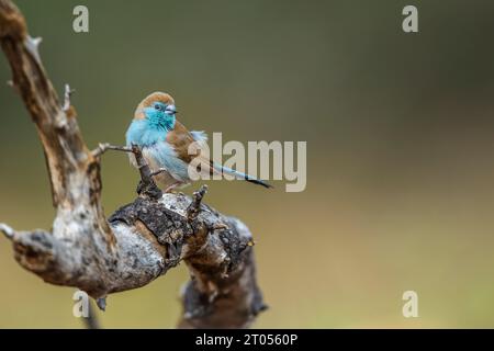 Cordonbleu à poitrine bleue debout sur une branche dans le parc national Kruger, Afrique du Sud ; espèce Uraeginthus angolensis famille des Estrildidae Banque D'Images