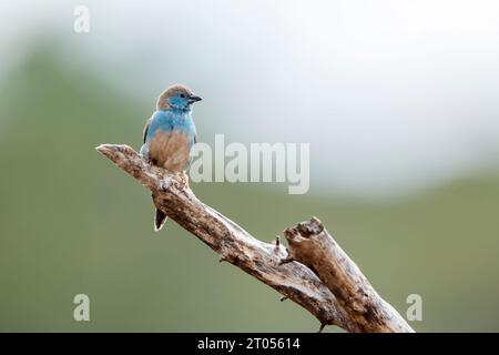 Blue-breasted Cordonbleu dans Kruger National Park, Afrique du Sud ; Espèce Uraeginthus angolensis famille des Estrildidae Banque D'Images