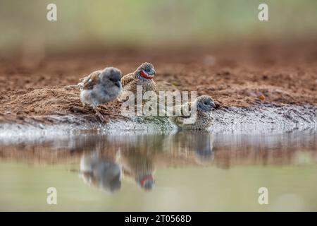 Couple de finch se baignant dans un trou d'eau dans le parc national Kruger, Afrique du Sud ; espèce Amadina fasciata famille d'Estrildidae Banque D'Images