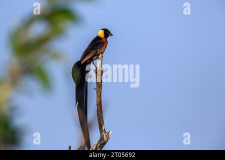 Eastern Paradise-Whydah debout sur une branche isolée en ciel bleu dans le parc national Kruger, Afrique du Sud ; espèce Vidua paradisaea famille de Viduidae Banque D'Images