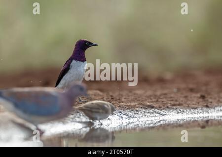 Étourneau à dos violet dans le parc national Kruger, Afrique du Sud ; espèce Cinnyricinclus leucogaster famille de Sturnidae Banque D'Images