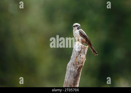 Shrike couronné blanc debout sur une bûche isolée en fond naturel dans le parc national Kruger, Afrique du Sud ; espèce Eurocephalus anguitimens famille o Banque D'Images