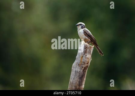 Shrike couronné blanc debout sur une bûche isolée en fond naturel dans le parc national Kruger, Afrique du Sud ; espèce Eurocephalus anguitimens famille o Banque D'Images