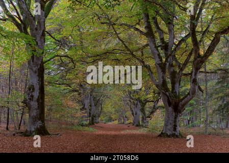 Vue sur les sentiers forestiers Allagnat (Ceyssat) en automne, Puy-de-Dôme, Auvergne, France Banque D'Images