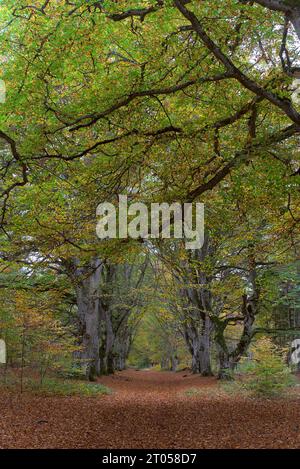 Vue sur les sentiers forestiers Allagnat (Ceyssat) en automne, Puy-de-Dôme, Auvergne, France Banque D'Images